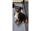 Adopt Guinness a Australian Shepherd, Australian Cattle Dog / Blue Heeler