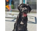 Adopt Licorice a Black Labrador Retriever, Pit Bull Terrier