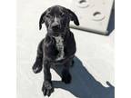Adopt Jeffery a Black Labrador Retriever, Pit Bull Terrier