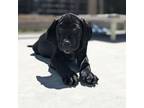Adopt Max a Black Labrador Retriever, Pit Bull Terrier