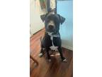 Adopt Oakley a Black Labrador Retriever, American Staffordshire Terrier