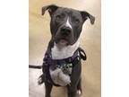 Adopt Elijah a Pit Bull Terrier