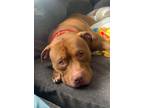 Adopt Charlie Patrick a Pit Bull Terrier