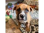 Adopt Sprinkle a American Staffordshire Terrier