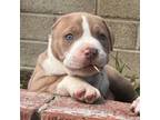 Adopt Prince a Pit Bull Terrier