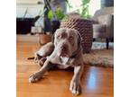 Adopt Honey Bear a Pit Bull Terrier, American Staffordshire Terrier