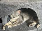 Adopt Yarrow - In Foster Home a Domestic Short Hair