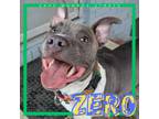 Adopt Zero a American Staffordshire Terrier