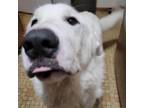 Adopt Apollo a Great Pyrenees