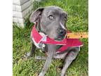 Adopt Charlie a American Staffordshire Terrier, Pit Bull Terrier