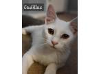 Adopt Cadillac a American Shorthair