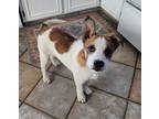 Adopt Oliver (Marvin) a Australian Cattle Dog / Blue Heeler