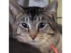 Adopt Pharoah - handsome tabby a Domestic Short Hair