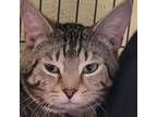 Adopt Binx @ Smitten Kitten Cat Cafe a Domestic Short Hair