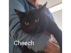 Adopt Cheech @ Smitten Kitten Cat Cafe a Domestic Short Hair