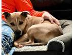 Adopt Jax aka Boss A047975 a Pit Bull Terrier, Mixed Breed