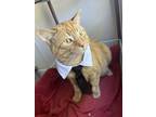 Adopt Snapp a Domestic Short Hair