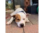 Adopt Dodger a Staffordshire Bull Terrier, Mixed Breed