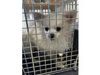 Adopt A042236 a Pomeranian