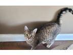 Adopt Billy & Clyde a Domestic Short Hair