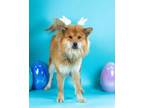 Adopt Orange Crush a Chow Chow, Mixed Breed