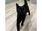 Adopt Blackjack a Domestic Short Hair