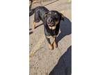 Adopt Reece a Rottweiler, Mixed Breed