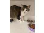 Adopt Apollo a Domestic Short Hair