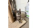 Adopt Chalupa a Tabby