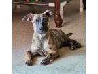 Adopt BUBU a Whippet, Jack Russell Terrier