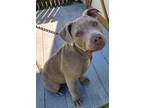 Adopt Titan a American Staffordshire Terrier