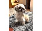 Adopt Marley a Shih Tzu, Bichon Frise