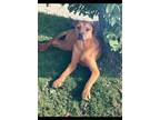 Adopt Milo a Rhodesian Ridgeback