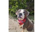 Adopt VFA Drake a Pit Bull Terrier