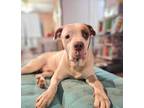 Adopt Future a Pit Bull Terrier