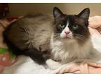 Adopt Gomez a Siamese