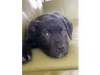 Adopt Neville a American Staffordshire Terrier, Labrador Retriever