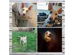 Adopt Shenzi a Bull Terrier, Australian Shepherd