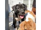 Adopt HAROLD- Local a Labrador Retriever