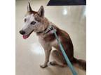 Adopt Rocky a Siberian Husky