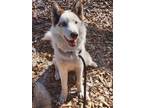 Adopt Ryder a Siberian Husky