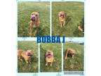Adopt BUBBA J a Pit Bull Terrier