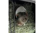 Adopt Creamer a Guinea Pig