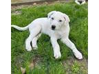 Adopt Sage a Labrador Retriever, Great Pyrenees