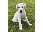 Adopt Basil a Labrador Retriever, Great Pyrenees