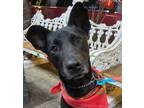 Adopt JACKSON a Labrador Retriever, Shepherd