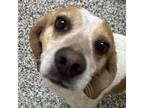 Adopt Watson a Beagle