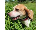 Adopt Dobbie a Beagle
