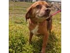 Adopt Bear a Beagle