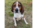 Adopt Reed a Beagle